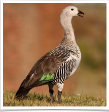 Upland Goose - Attention Upland Goose - Attention